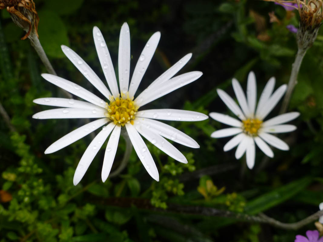 Celmisia gracilenta
